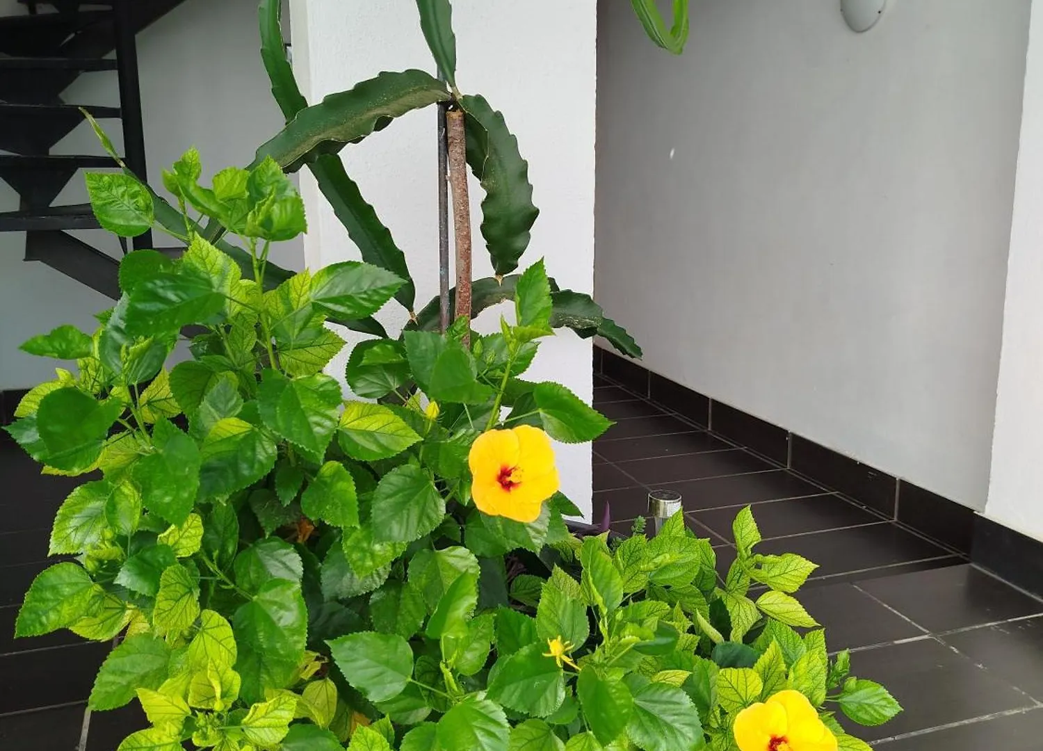 Homestay Pinar Suites Habitaciones Torremolinos Spain